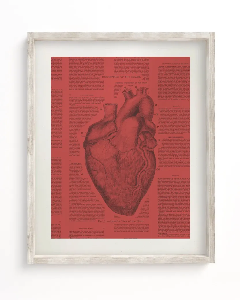 Cognitive Surplus Anatomical Heart Scientific Illustration Wall Art | * Wall Art | Medicine