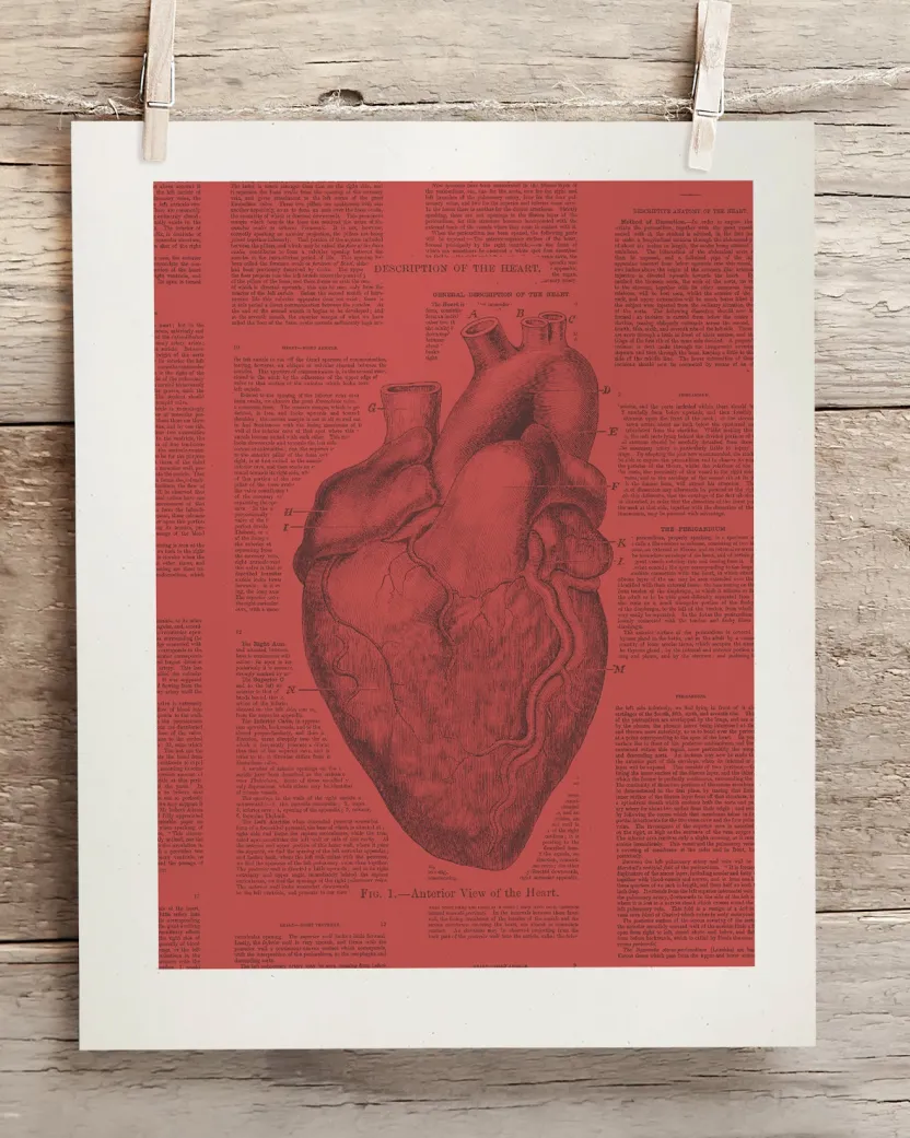 Cognitive Surplus Anatomical Heart Scientific Illustration Wall Art | * Wall Art | Medicine