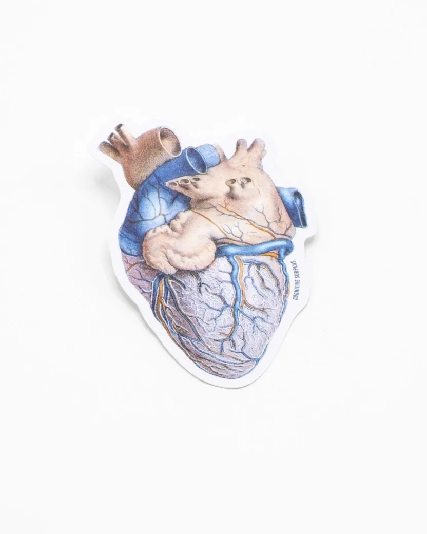 Cognitive Surplus Anatomical Heart Sticker* Stickers | Medicine