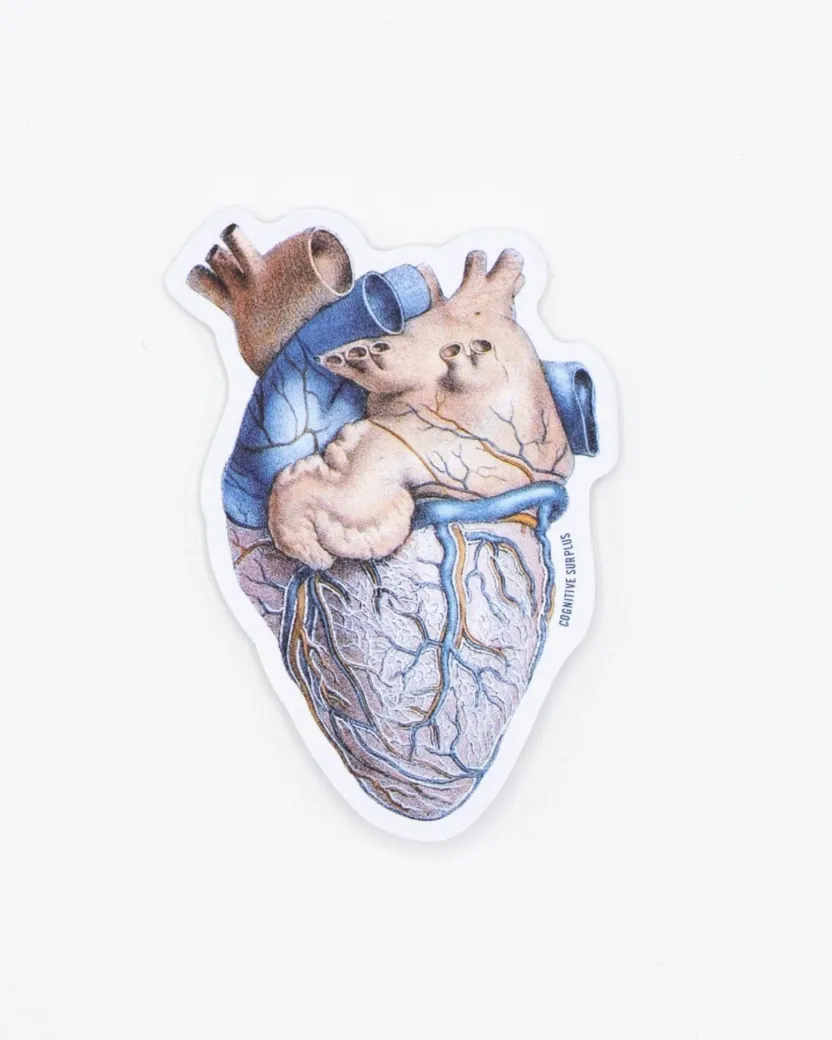 Cognitive Surplus Anatomical Heart Sticker* Stickers | Medicine
