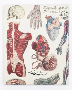 Cognitive Surplus Anatomy Lab Notebook* The Laboratory | Medicine