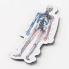 Cognitive Surplus Anatomy Magnet* Magnets | Medicine