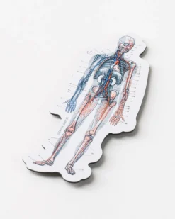 Cognitive Surplus Anatomy Magnet* Magnets | Medicine