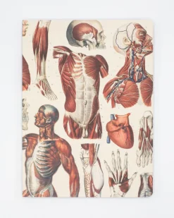 Cognitive Surplus Anatomy Muscles Softcover Notebook - Lined | * The Experiment | Medicine