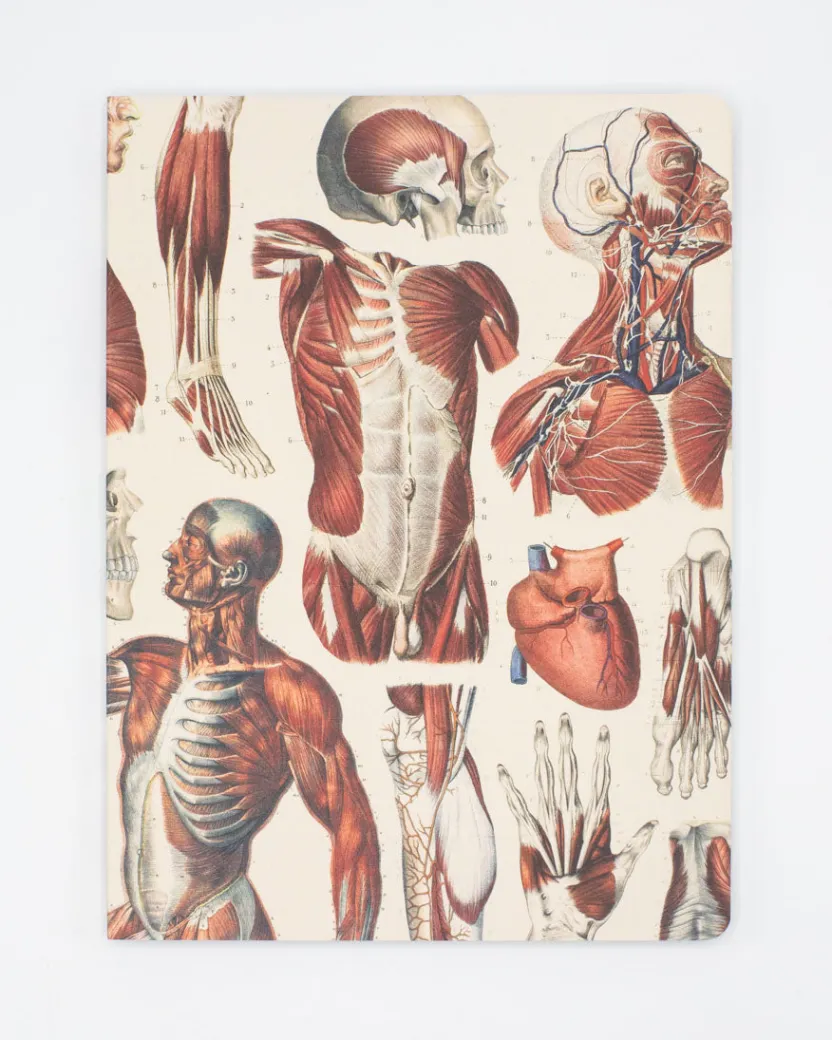 Cognitive Surplus Anatomy Muscles Softcover Notebook - Lined | * The Experiment | Medicine