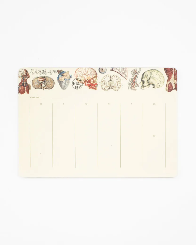Cognitive Surplus Anatomy Notepads - Vintage Medicine Pad | * Notepads | Medicine
