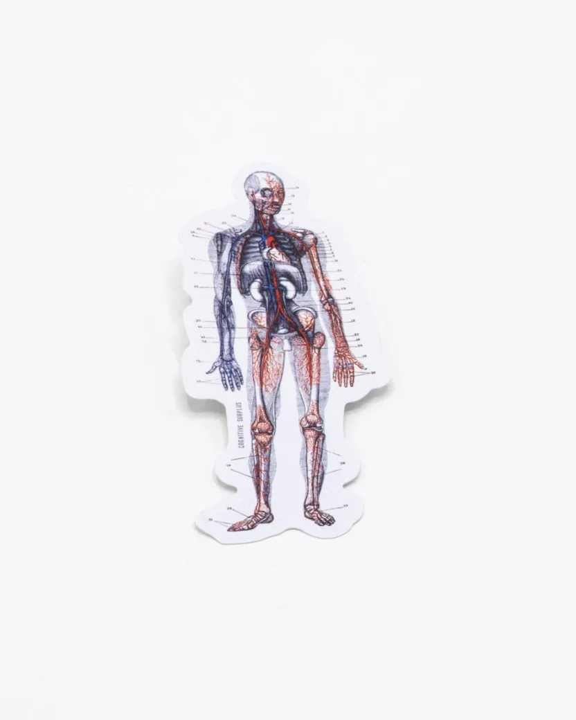 Cognitive Surplus Anatomy Sticker* Stickers | Medicine