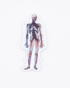 Cognitive Surplus Anatomy Sticker* Stickers | Medicine