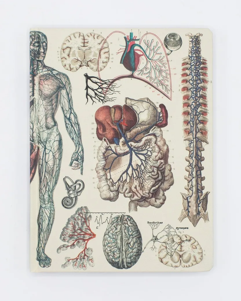 Cognitive Surplus Anatomy: Vascular Hardcover Notebook - Dot Grid* The Hypothesis | Medicine