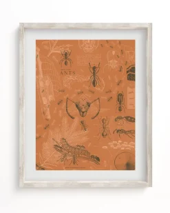 Cognitive Surplus Ants Scientific Illustration Art Print - Wall Art | * Wall Art | Entomology