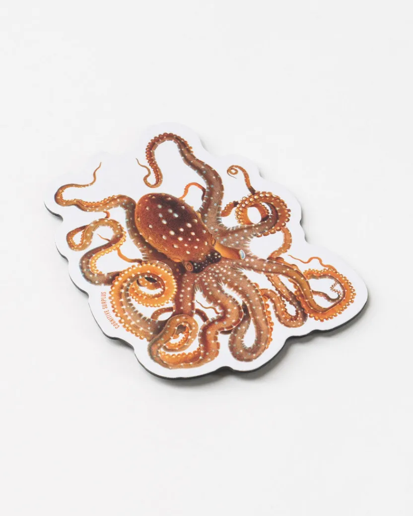 Cognitive Surplus Atlantic White-Spotted Octopus Magnet* Magnets | Marine Biology