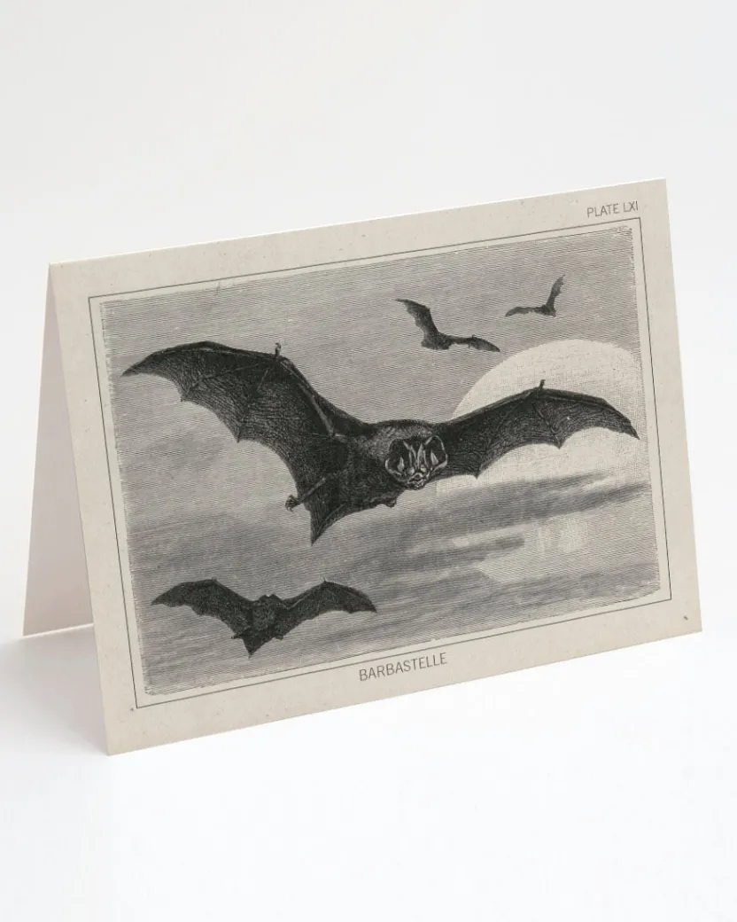 Cognitive Surplus Bat Greeting Card - Science Stationery | * Greeting Cards | Biology