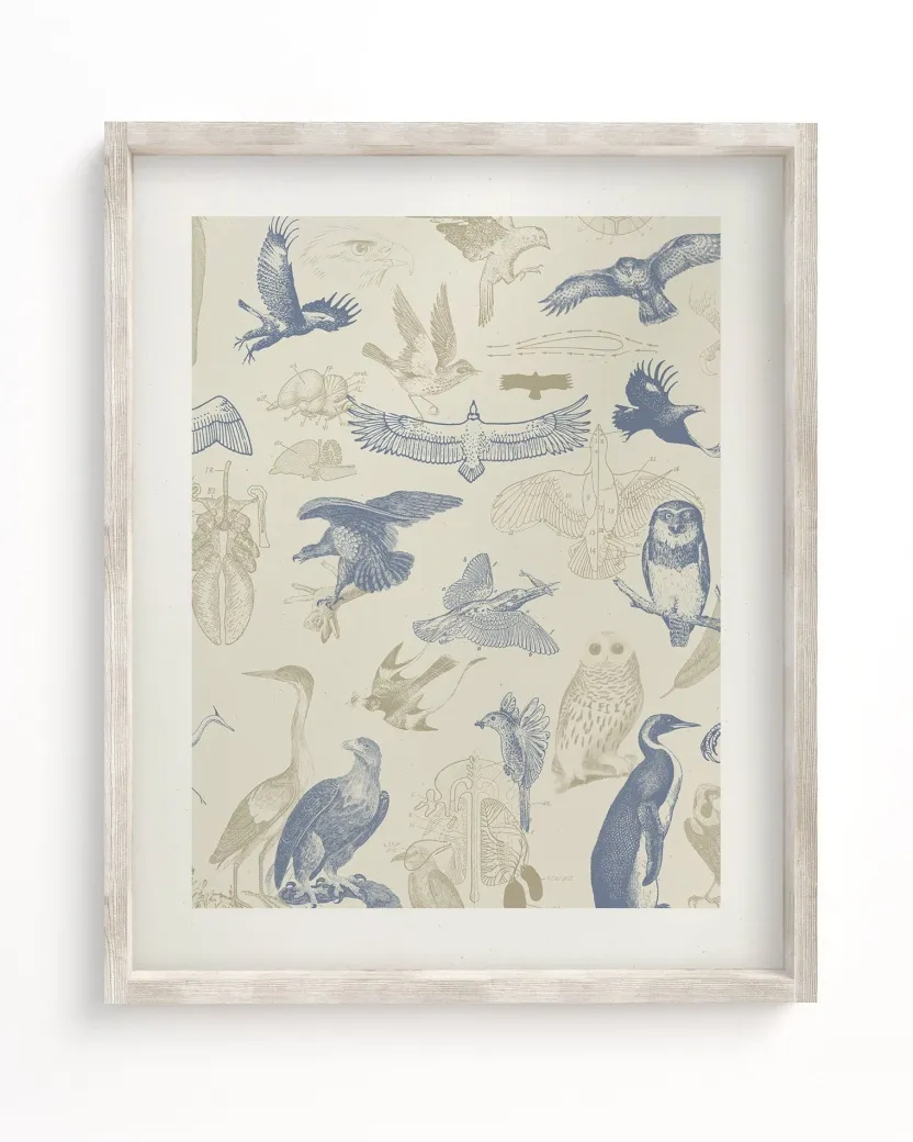 Cognitive Surplus Birds of Prey Scientific Illustration Art Print | * Wall Art | Ornithology