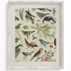Cognitive Surplus Birds Scientific Illustration Art Print - Ornithology | * Wall Art | Ornithology