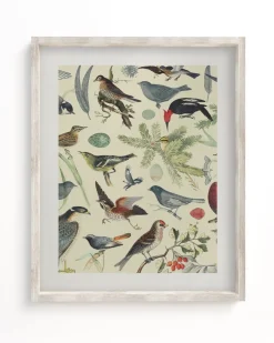Cognitive Surplus Birds Scientific Illustration Art Print - Ornithology | * Wall Art | Ornithology