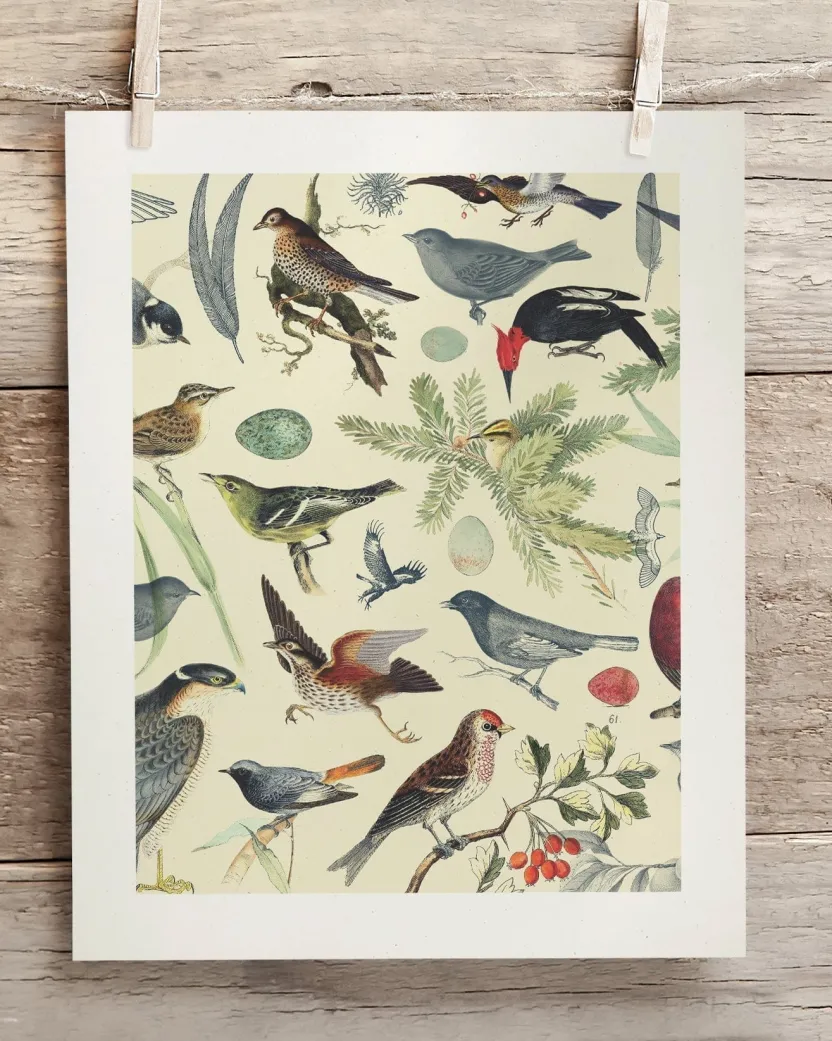 Cognitive Surplus Birds Scientific Illustration Art Print - Ornithology | * Wall Art | Ornithology
