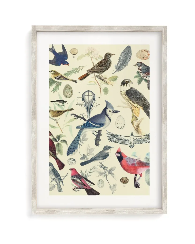 Cognitive Surplus Birds Scientific Illustration Art Print - Ornithology | * Wall Art | Ornithology