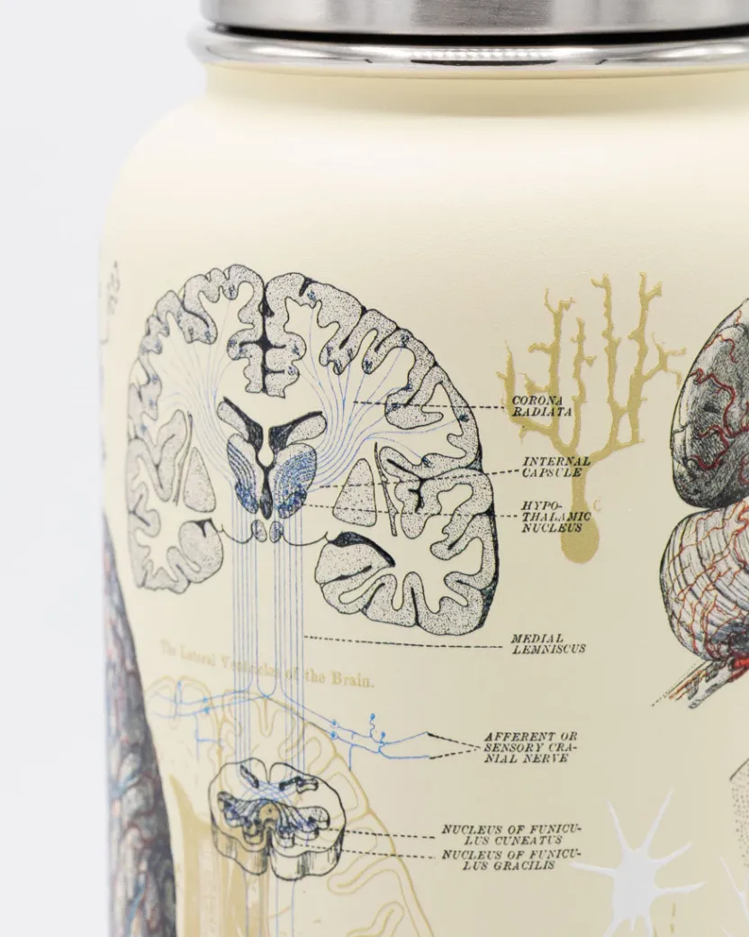 Cognitive Surplus Brain & Neuroscience 18 oz Insulated Steel Bottle by* Travel Mugs | Water Bottles