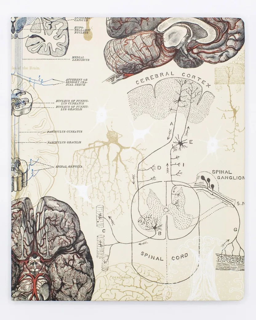 Cognitive Surplus Brain & Neuroscience Lab Notebook* The Laboratory | Psychology