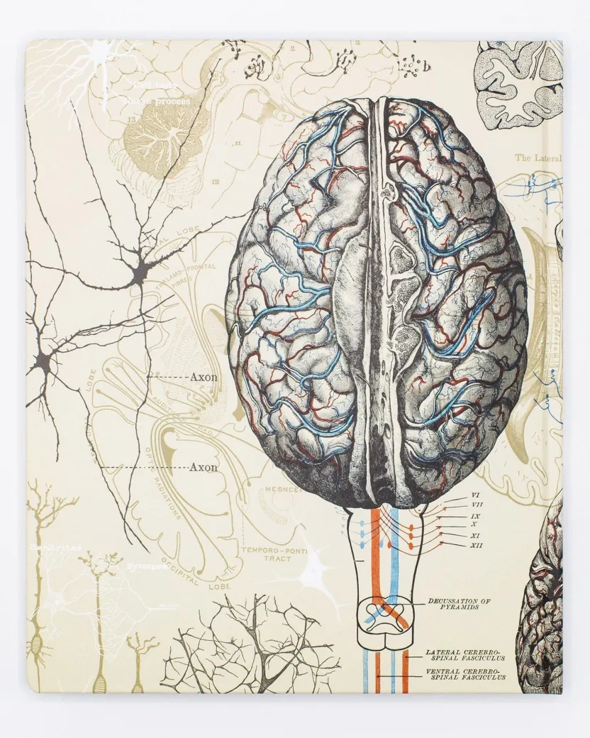 Cognitive Surplus Brain & Neuroscience Lab Notebook* The Laboratory | Psychology