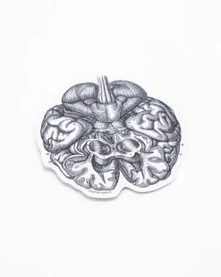 Cognitive Surplus Brain Sticker* Stickers | Psychology