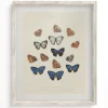 Cognitive Surplus Butterfly 2 Scientific Illustration Museum Print* Wall Art | Entomology