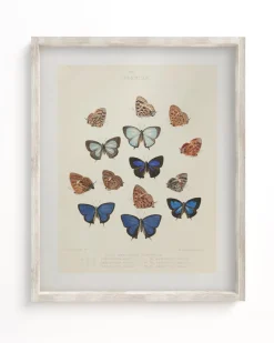 Cognitive Surplus Butterfly 2 Scientific Illustration Museum Print* Wall Art | Entomology