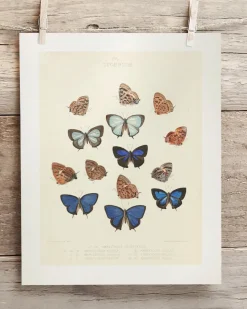 Cognitive Surplus Butterfly 2 Scientific Illustration Museum Print* Wall Art | Entomology