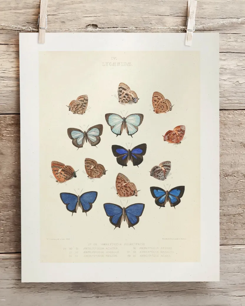 Cognitive Surplus Butterfly 2 Scientific Illustration Museum Print* Wall Art | Entomology