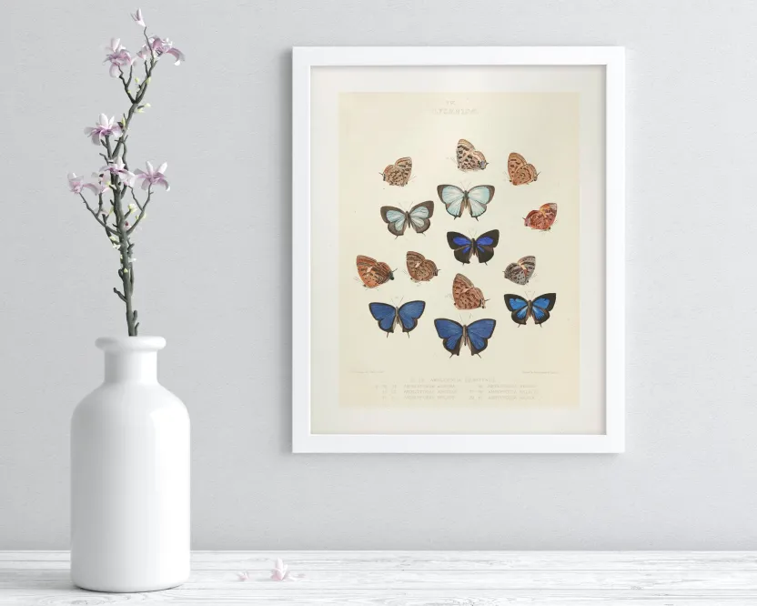 Cognitive Surplus Butterfly 2 Scientific Illustration Museum Print* Wall Art | Entomology