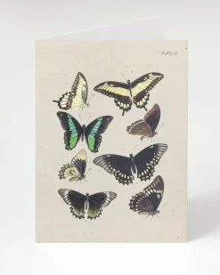 Cognitive Surplus Butterfly Card - Insect Print Stationery | * Greeting Cards | Entomology