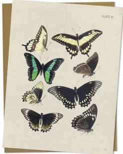 Cognitive Surplus Butterfly Card - Insect Print Stationery | * Greeting Cards | Entomology