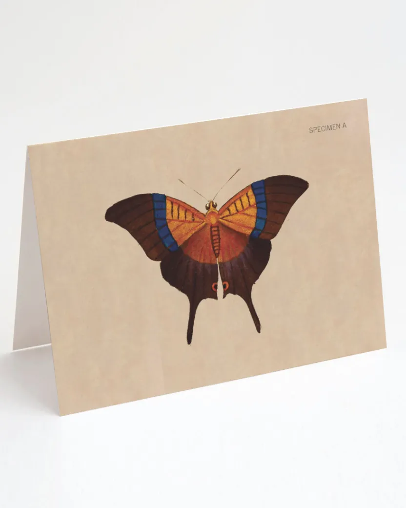 Cognitive Surplus Butterfly Greeting Card - Insect Print | * Greeting Cards | Entomology