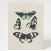 Cognitive Surplus Butterfly Illustration Card - Insect Print | * Greeting Cards | Biology