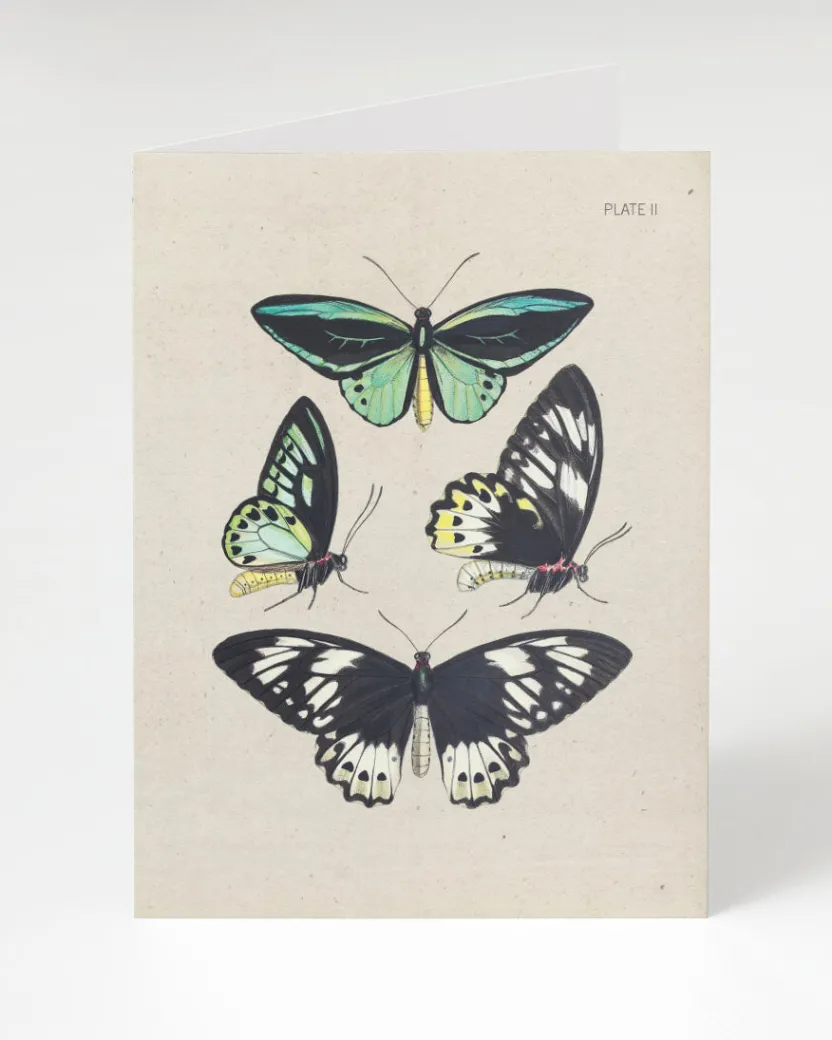Cognitive Surplus Butterfly Illustration Card - Insect Print | * Greeting Cards | Biology