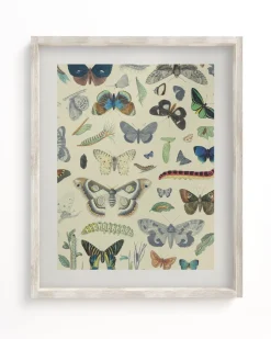 Cognitive Surplus Butterfly Museum Print | Biology Art* Wall Art | Entomology