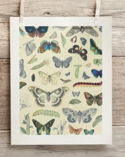 Cognitive Surplus Butterfly Museum Print | Biology Art* Wall Art | Entomology