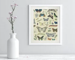 Cognitive Surplus Butterfly Museum Print | Biology Art* Wall Art | Entomology