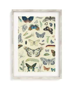 Cognitive Surplus Butterfly Museum Print | Biology Art* Wall Art | Entomology