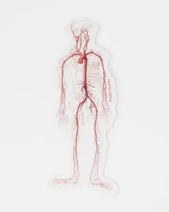 Cognitive Surplus Circulatory System Sticker* Stickers | Medicine