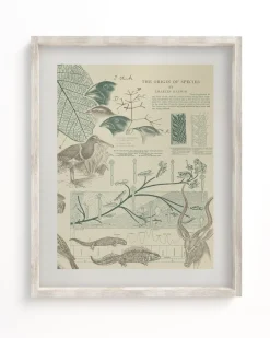 Cognitive Surplus Evolution Museum Print | Biology Gift* Wall Art | Ornithology