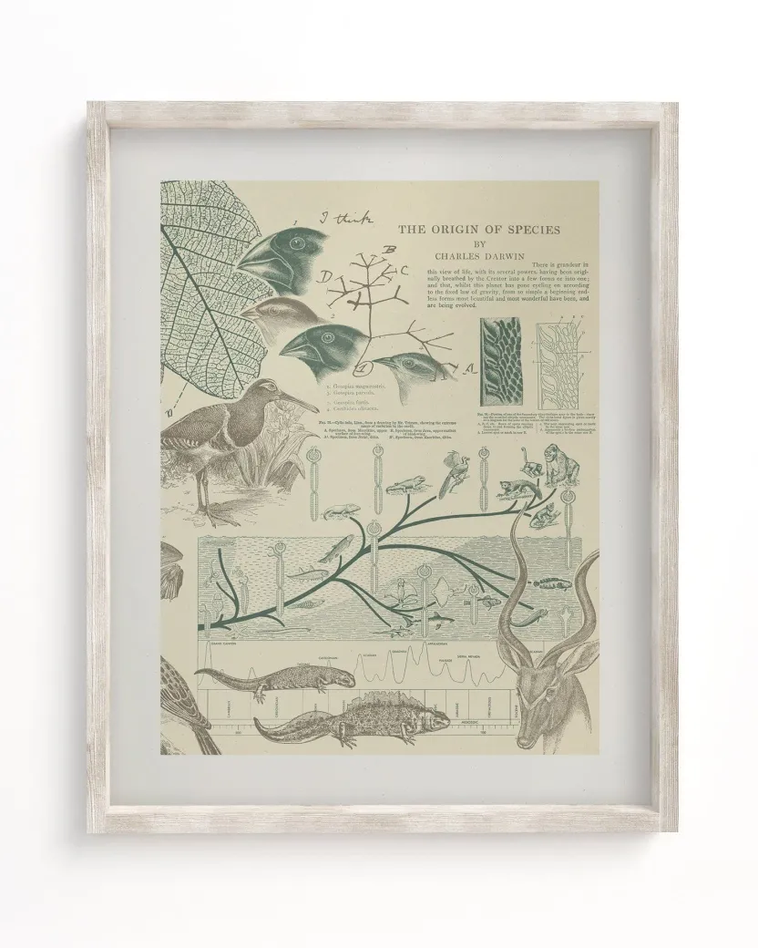 Cognitive Surplus Evolution Museum Print | Biology Gift* Wall Art | Ornithology
