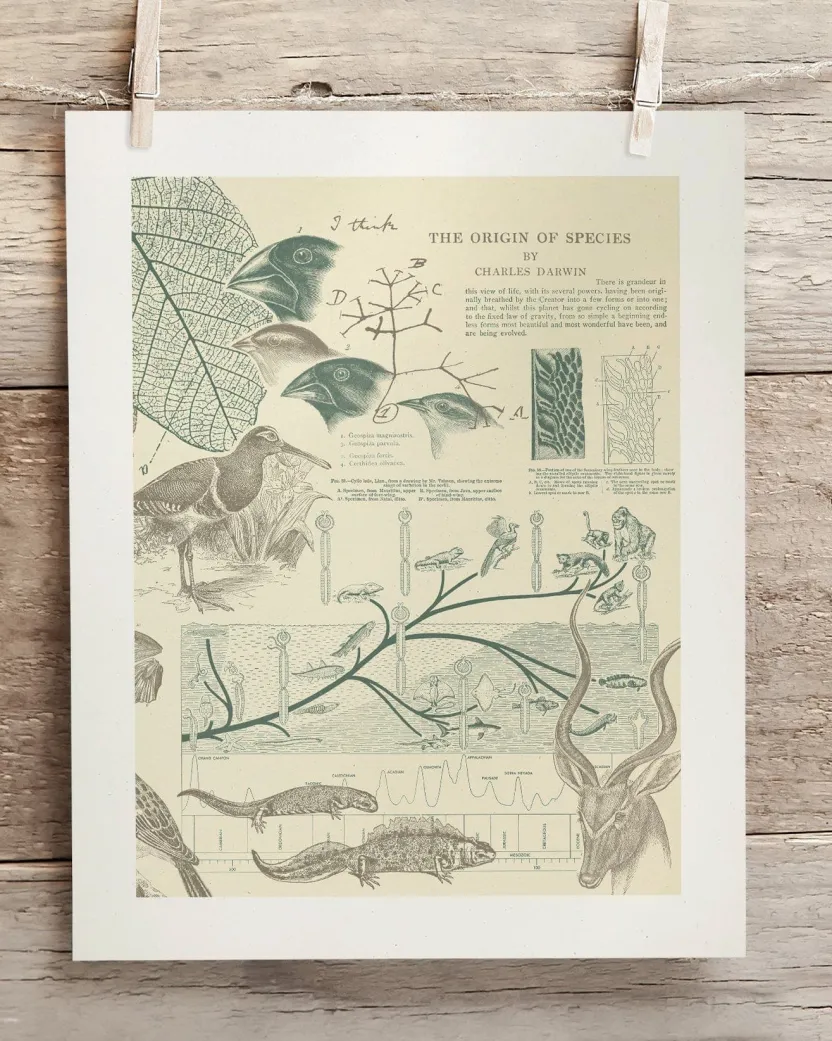 Cognitive Surplus Evolution Museum Print | Biology Gift* Wall Art | Ornithology