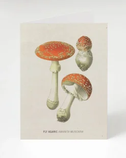 Cognitive Surplus Fly Agaric Poisonous Mushroom Card | * Greeting Cards | Botany