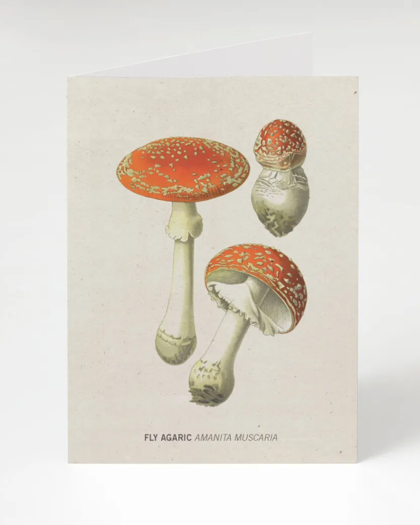 Cognitive Surplus Fly Agaric Poisonous Mushroom Card | * Greeting Cards | Botany