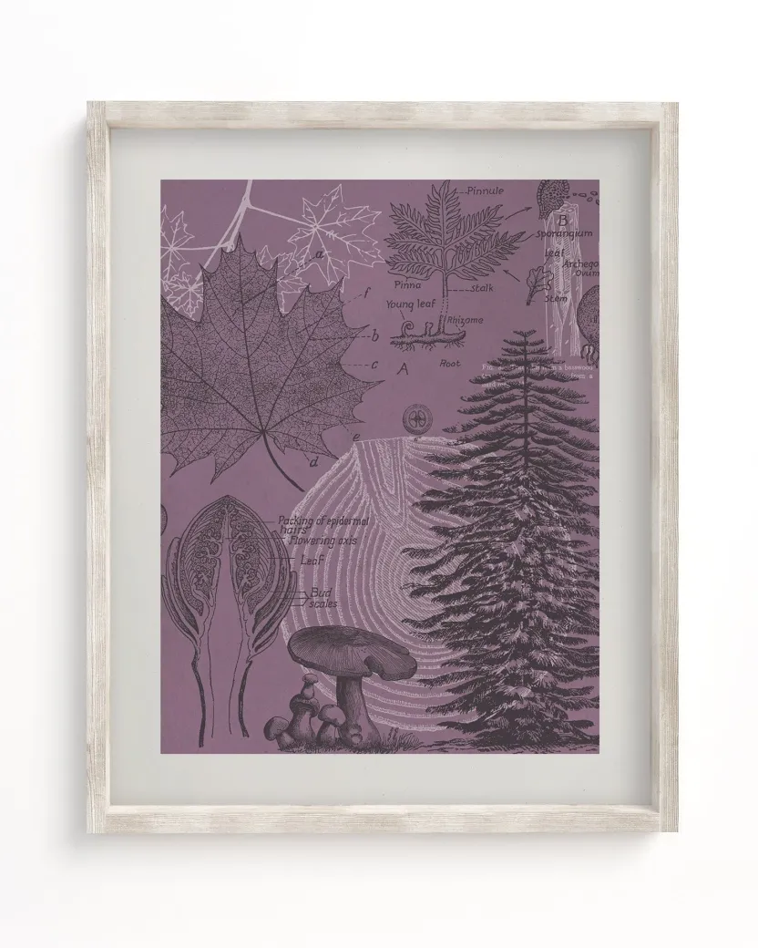 Cognitive Surplus Forest at Dusk Museum Print | Biology Art* Wall Art | Botany