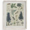 Cognitive Surplus Forest Plate 3 Museum Print | Botany Print* Wall Art | Botany