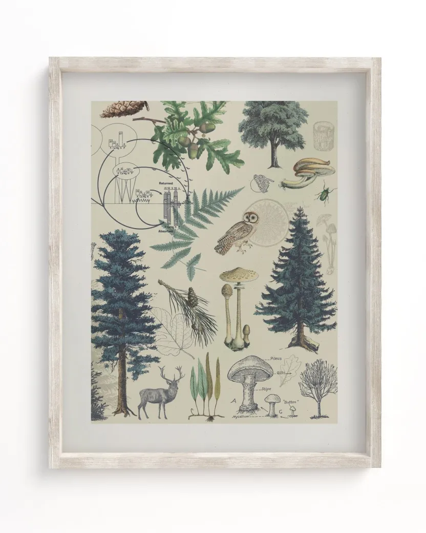 Cognitive Surplus Forest Plate 3 Museum Print | Botany Print* Wall Art | Botany