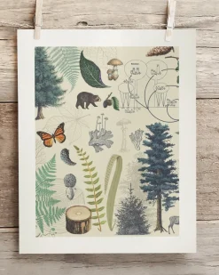 Cognitive Surplus Forest Plate 2 Museum Print | Botany Print* Wall Art | Botany