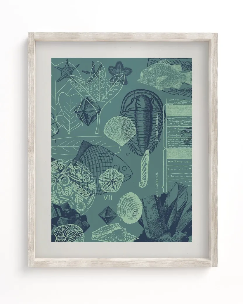 Cognitive Surplus Fossils Museum Print | Marine Biology Art* Wall Art | Paleontology